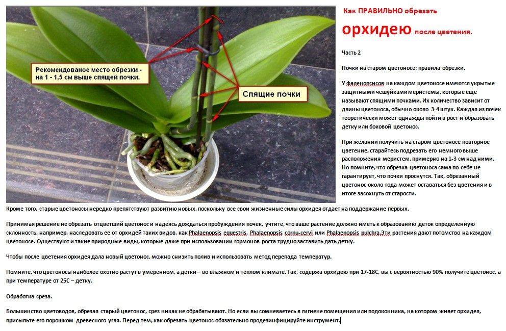 Как реанимировать орхидею в домашних условиях, которая без корней, листьев