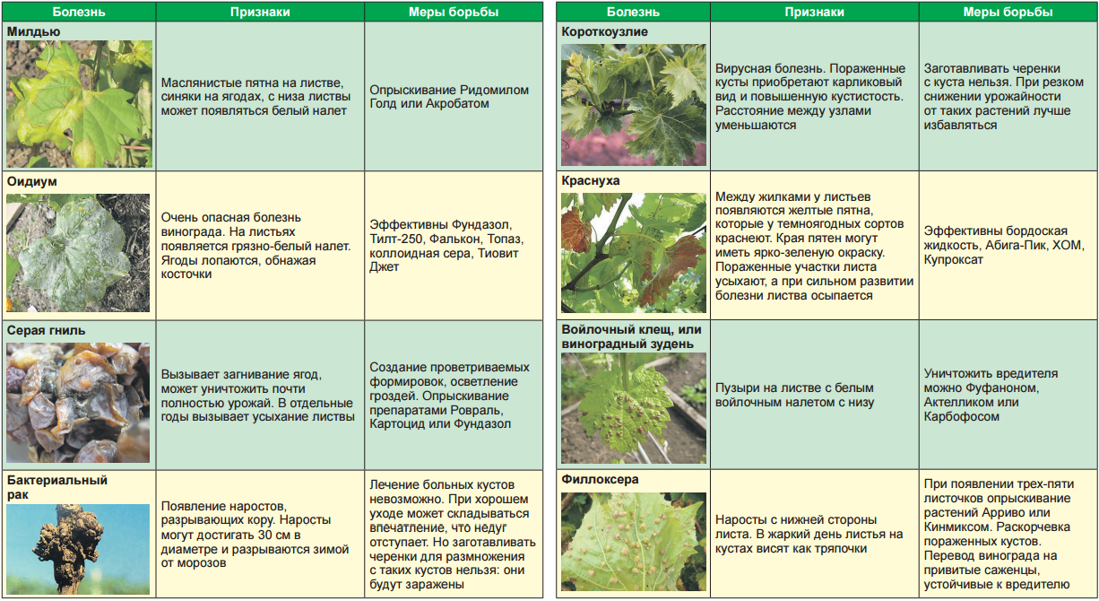 Определить заболевания растений по фото