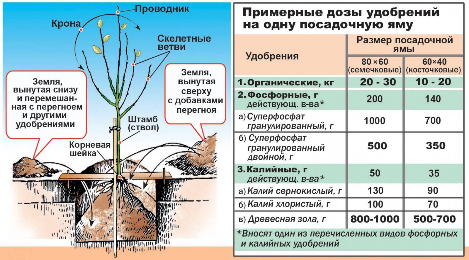 Выращивание инжира в открытом грунте, уход и размножение