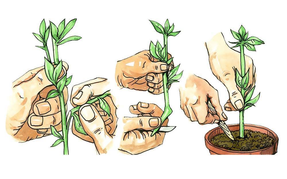 Лапчатка кустарниковая: уход и выращивание