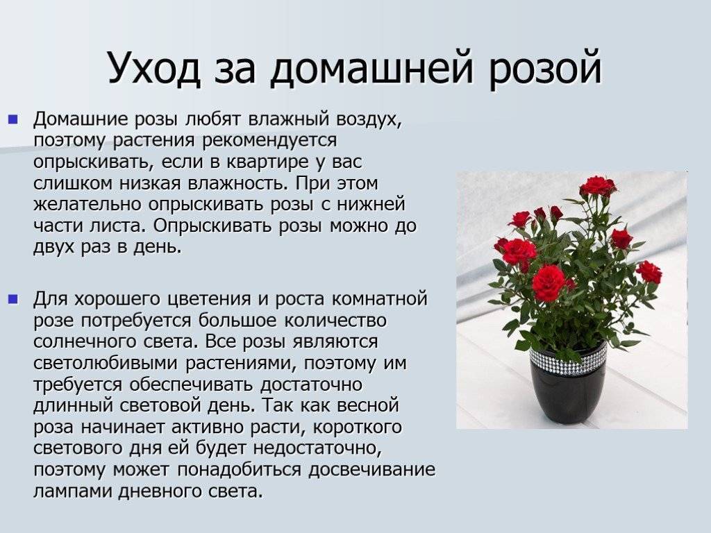 Комнатная роза: размножение цветка и уход в домашних условиях, названия сортов и фото, болезни, как ухаживать за растением после покупки?