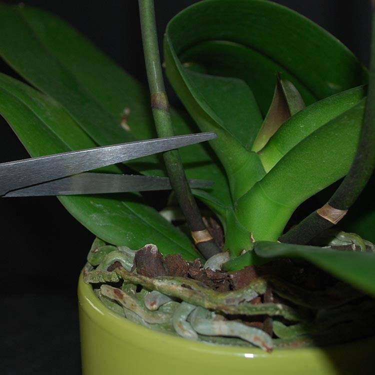 Уход за орхидеей после цветения: что делать со стрелкой, стеблем, цветоносами