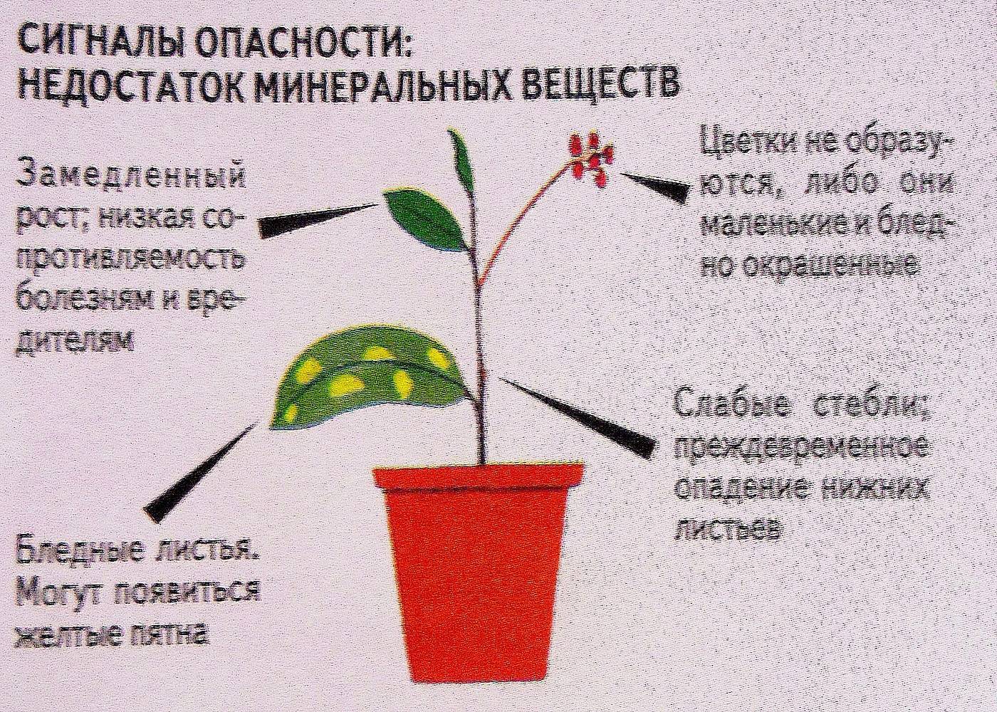 Примеры по уходу за чайным деревом дома: полив, удобрения, освещение и другие