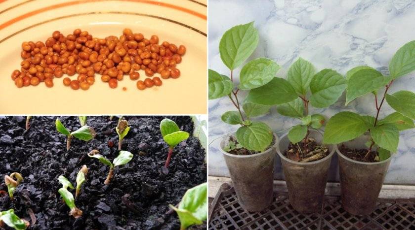 Выращивание гортензии из семян в домашних условиях