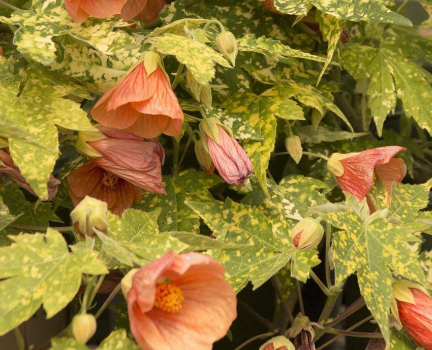 Цветок абутилон или комнатный клен: виды с фото и как вырастить