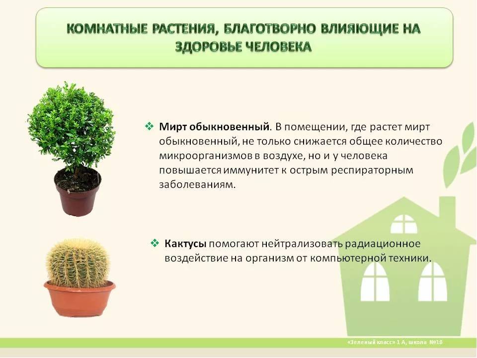Полезные комнатные растения для дома