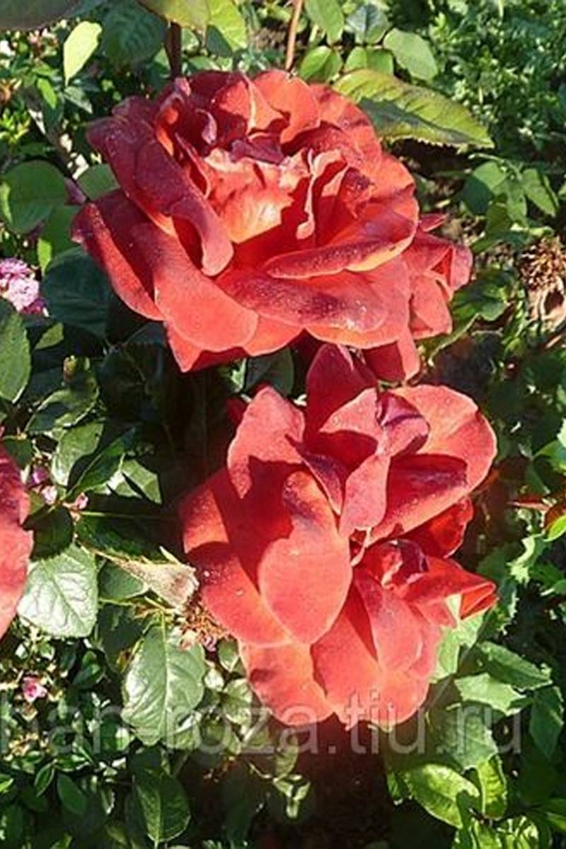 Роза терракота (terracotta) — описание чайно-гибридного сорта