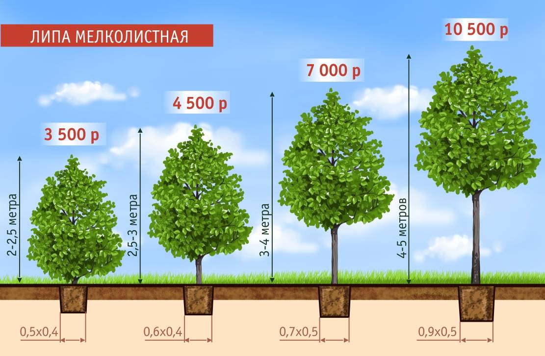 Каштан — описание дерева, распространение, выращивание