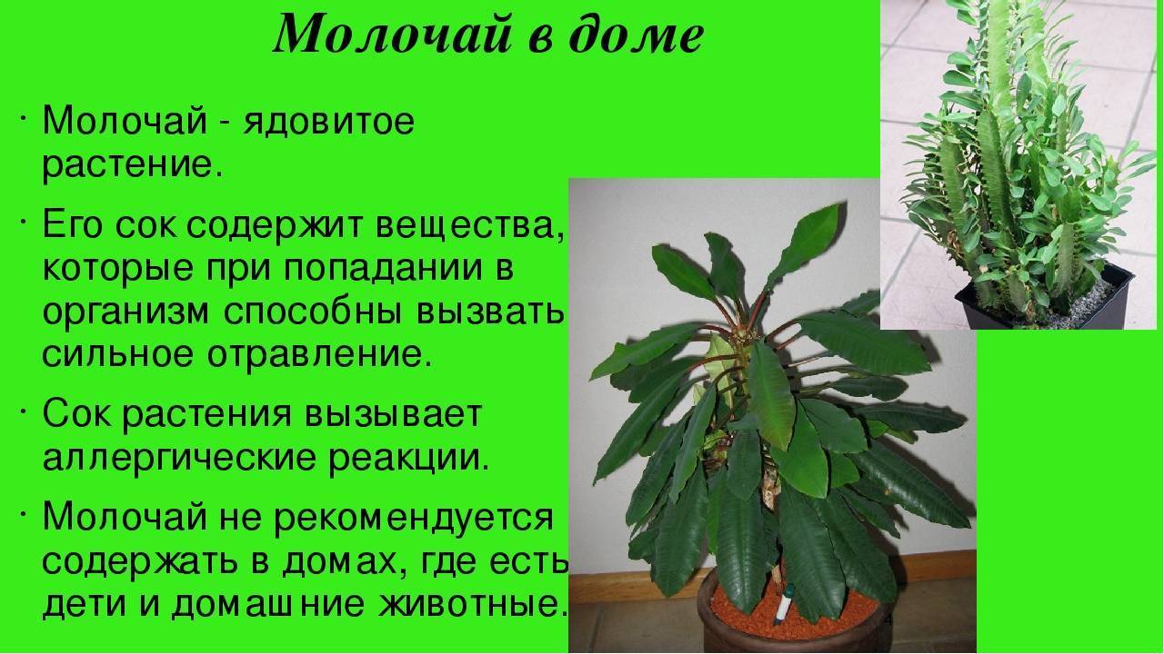 Какие комнатные растения нельзя держать дома - русская семерка