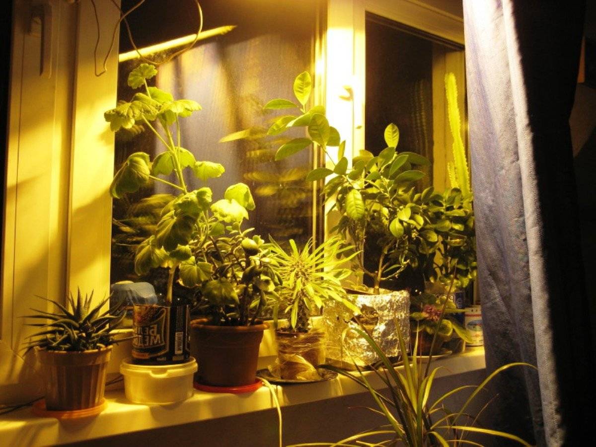 Как, сколько и почему нужно досвечивать комнатные растения