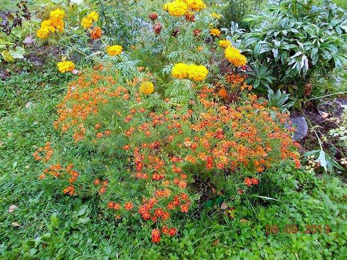 Бархатцы, или махровое чудо у вас в саду. выращивание, уход, размножение. фото — ботаничка