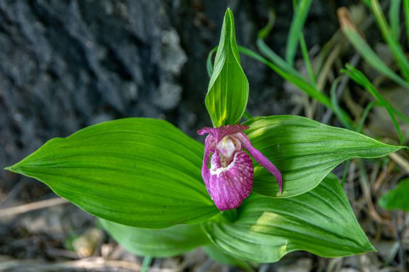 Орхидея венерин башмачок: описание и фото 17 сортов