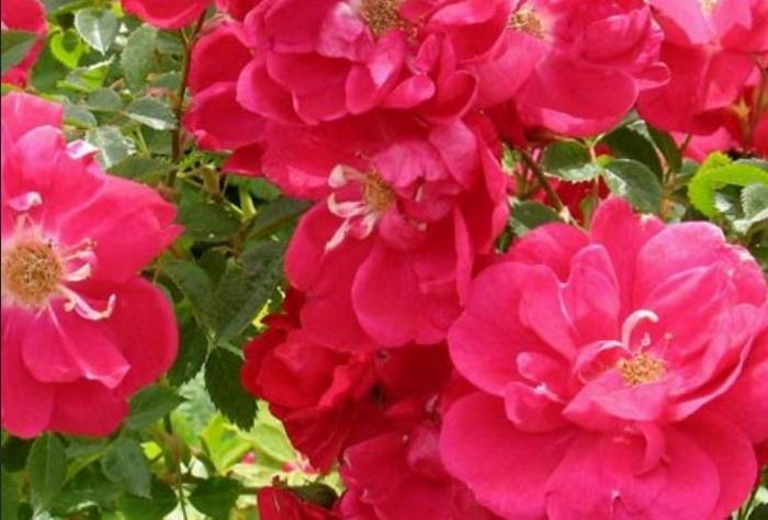 Канадские розы: описание всех разновидностей. характеристики, уход