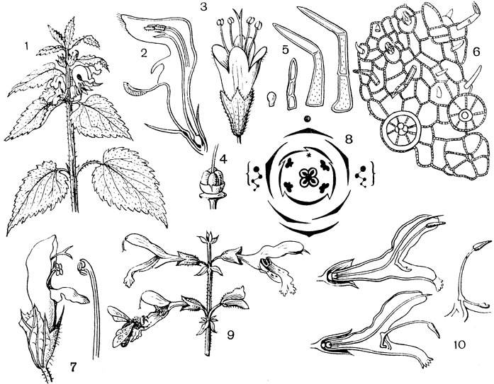 Яснотка – посадка и уход в открытом грунте. выращивание яснотки из семян, способы размножения. описание, виды. фото