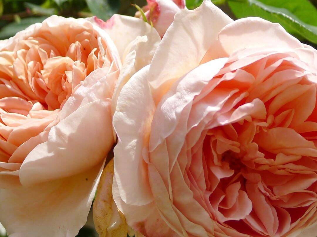 Описание розы сорта rose william szekspir (вильям шекспир) и особенности выращивания растения