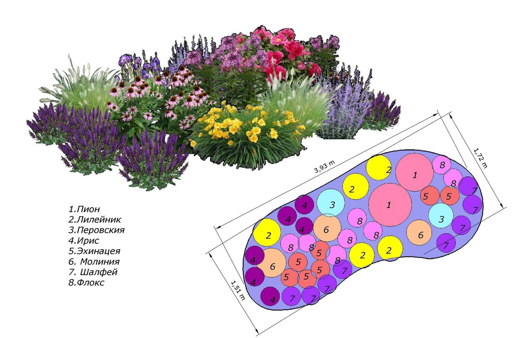 С чем можно сажать флоксы: в саду, на клумбе, на участке, с какими цветами сочетаются, фото