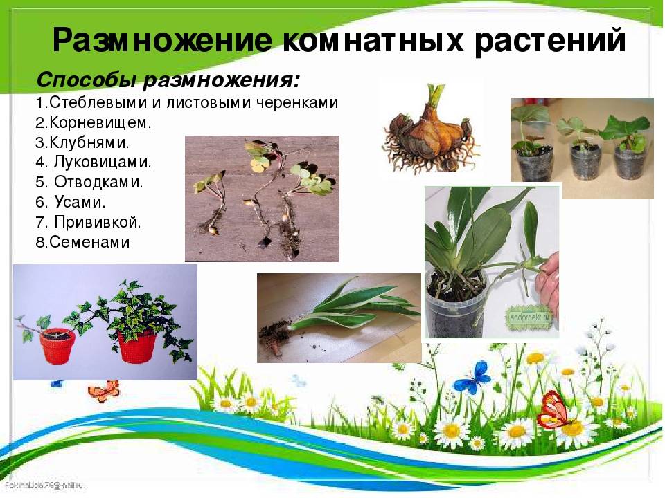 Вегетативное размножение комнатных растений: способы, виды, плюсы и минусы