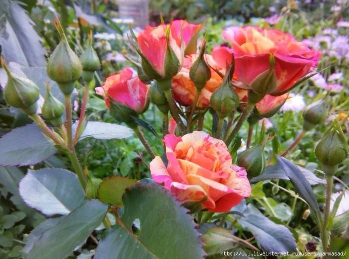 Спрей розы: описание, существующие сорта и особенности ухода за растением