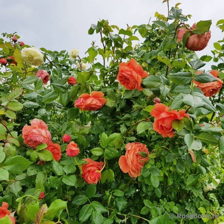 О розе саммер сонг (summer song): описание и характеристики сорта английских роз