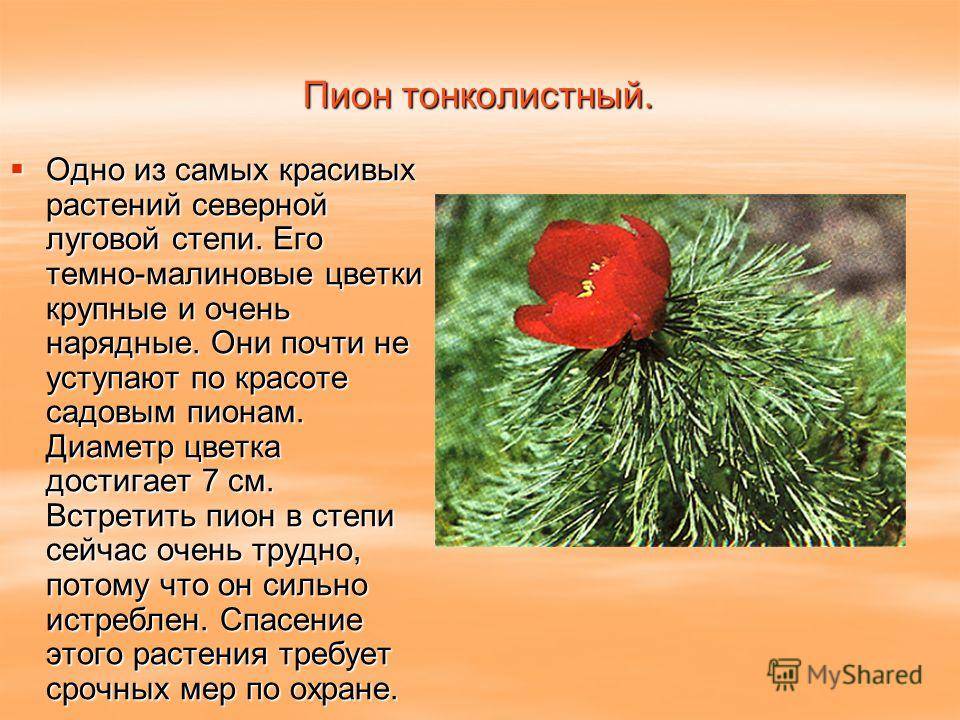 Пион тонколистный: описание вида, выращивание, использование paeonia tenuifolia в ландшафтном дизайне