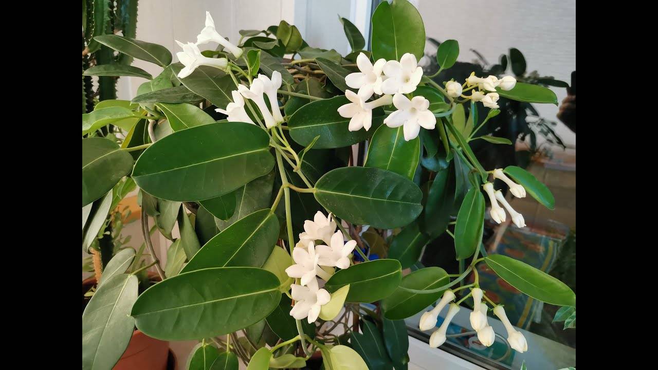 Цветок стефанотис флорибунда: уход в домашних условиях