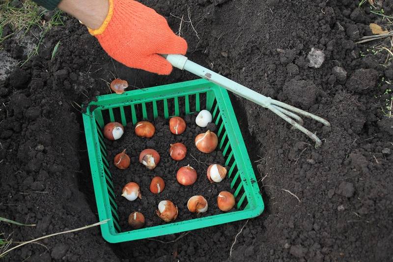Можно ли пересаживать тюльпаны весной и чем грозит нарушение правил агротехники?