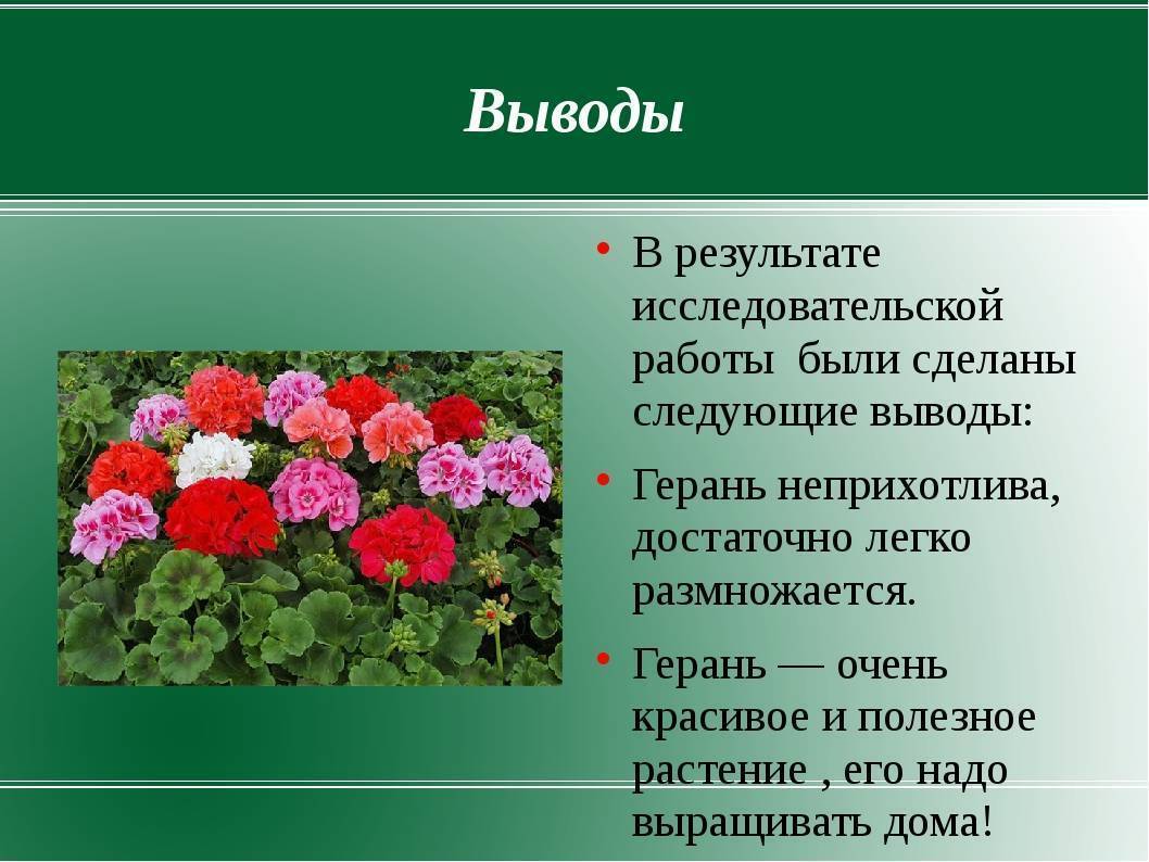 Пеларгония розебудная: что это за растение, какие есть сорта (вектис, красная, суприм, эппл блоссом и другие) – их описание и фото, а также уход в домашних условияхдача эксперт