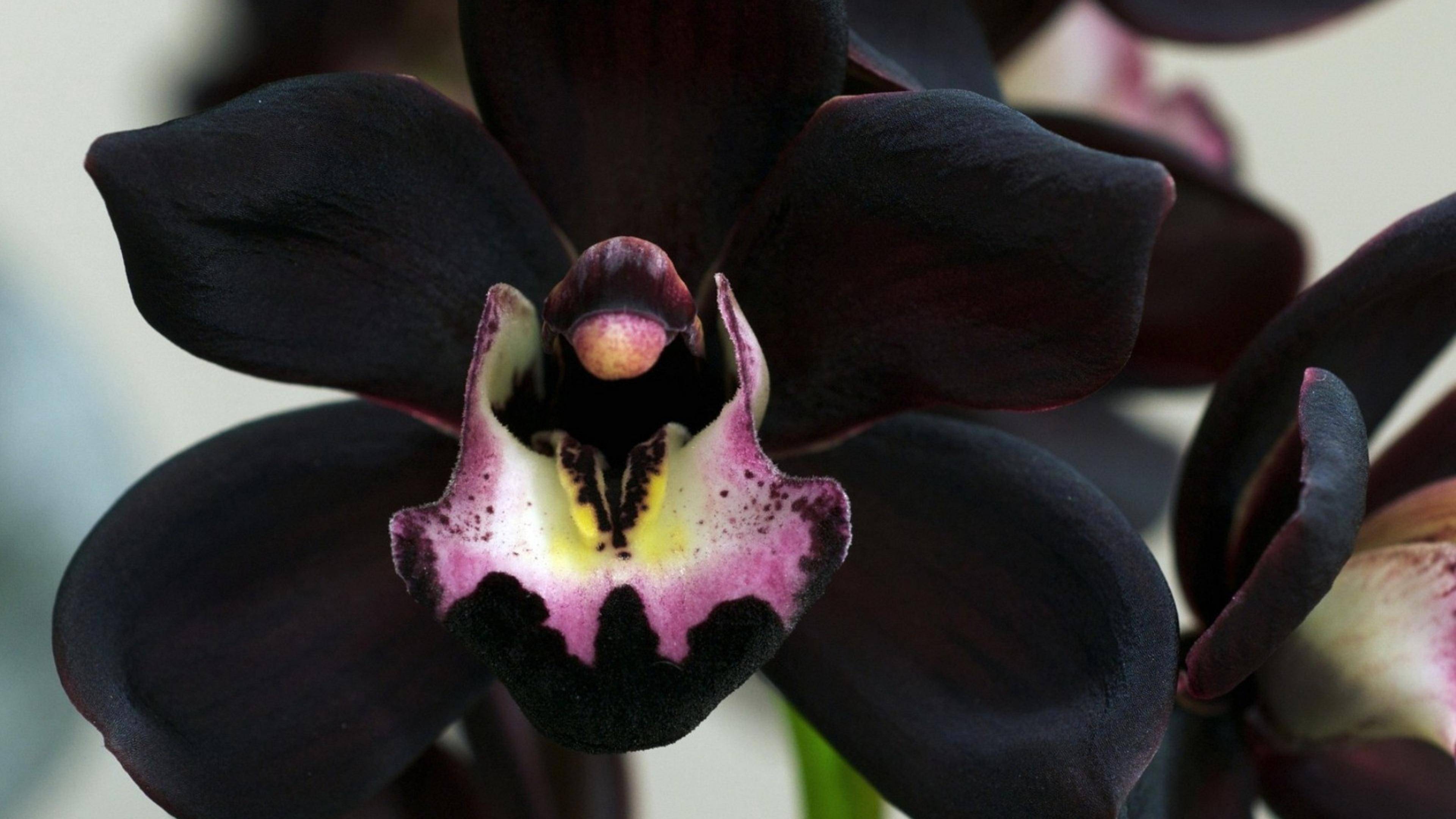 Орхидея каода: описание, фото, сорта нового гибрида, а также особенности цветения, пересадки, размножения и правила ухода в домашних условиях