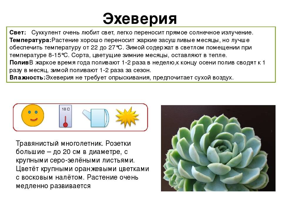 Эхеверия миранда (echeveria miranda): особенности ухода за этим суккулентом в домашних условиях