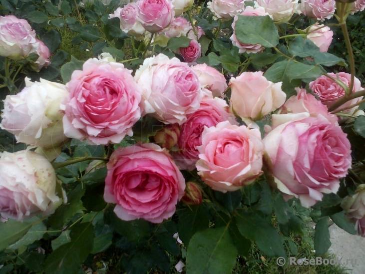 Потрясающая шарообразная роза леди бомбастик с бархатными лепестками
