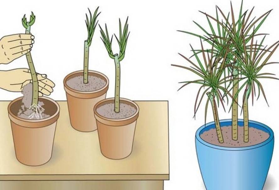 Как размножать растения бесплатно - черенкование