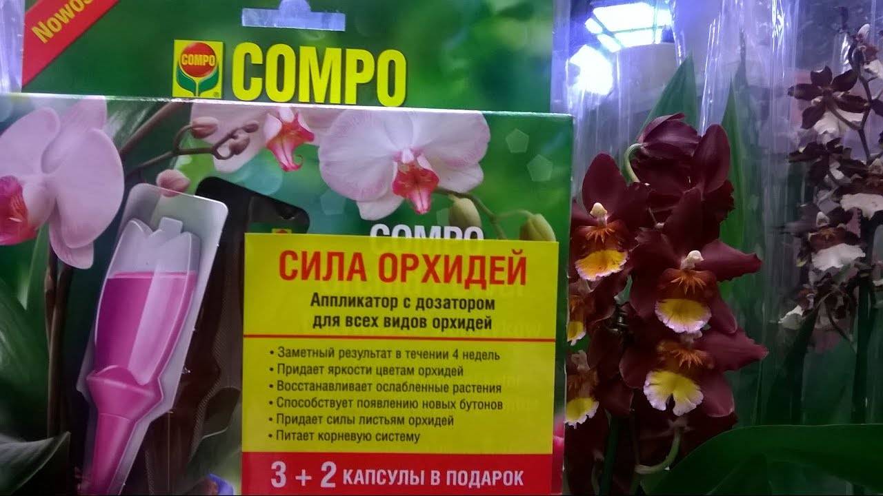 Как правильно производить подкормку орхидей в домашних условиях
