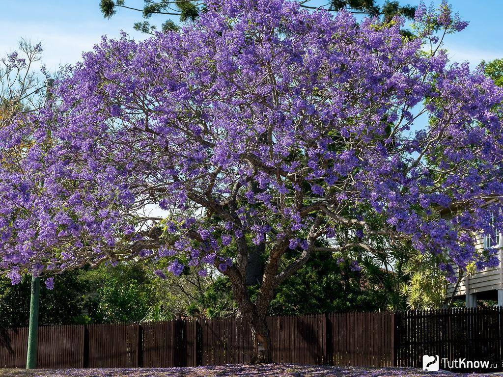 Джакаранда фиалковое дерево: выращивание в домашних условиях
