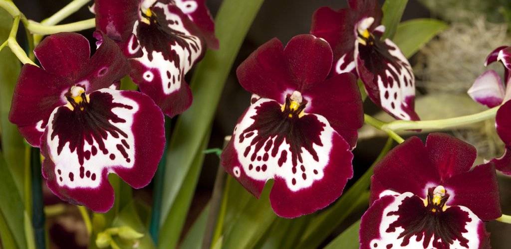 Орхидея мильтония: виды, описание и уход