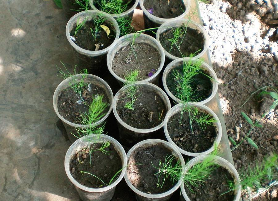 Аспарагус - размножение в домашних условиях: из семян, черенками, как рассадить