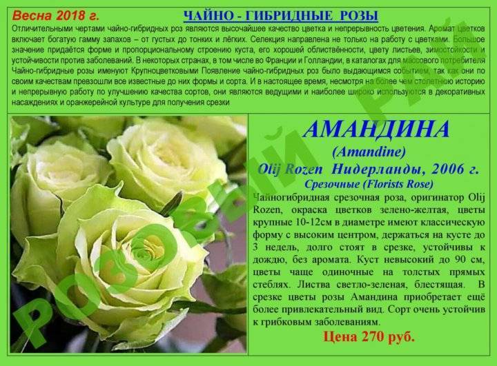 Розы чайно-гибридные: описание сортов, посадка и уход, обрезка, фото :: syl.ru