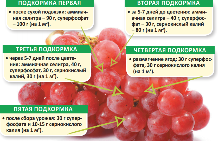 Подкормка крыжовника весной и летом для увеличения урожая