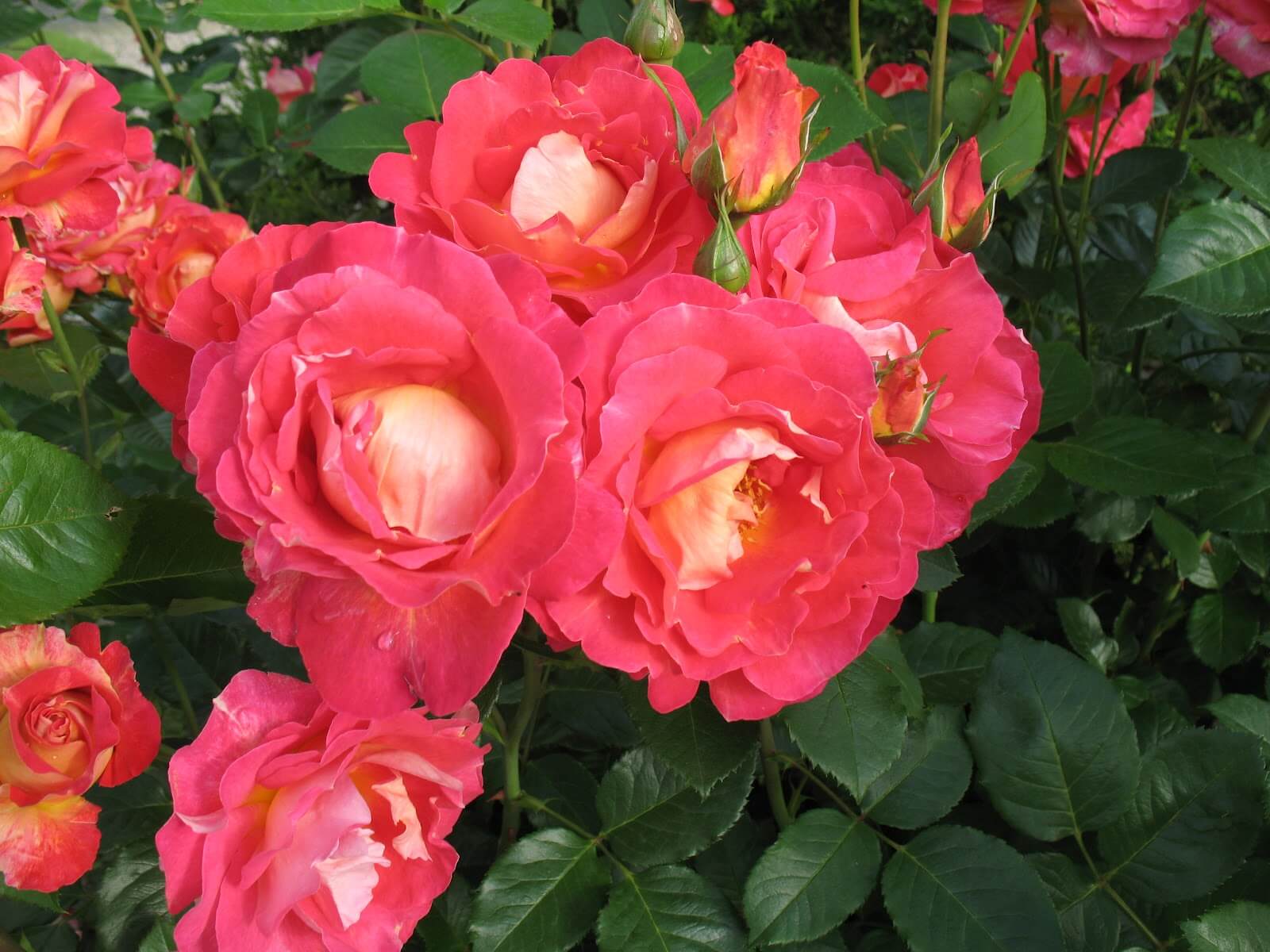 Роза плетистая индиголетта: описание, посадка, уход