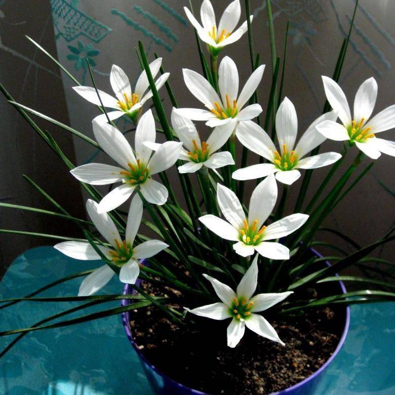 Зефирантес (выскочка): фото цветка, уход в домашних условиях, посадка, почему не цветет