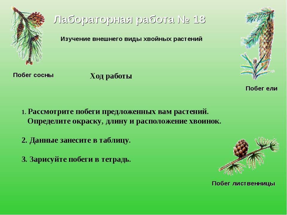 Лиственница сибирская: ботаническое описание, посадка и уход, преимущества и недостатки вида, советы по выращиванию