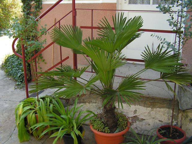 Пальма трахикарпус: посадка, уход и выращивание