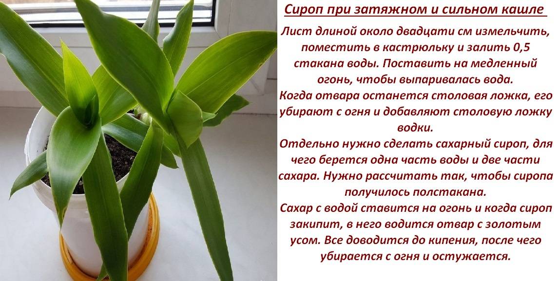 ᐉ золотой ус - выращивание в домашних условиях, как ухаживать за комнатным растением, видео