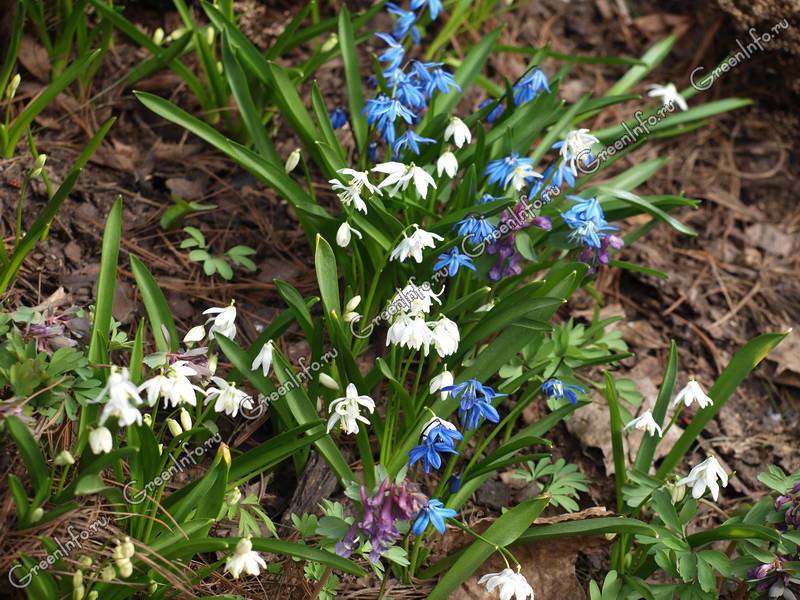Цветок пролеска (сцилла): посадка и выращивание растения в саду