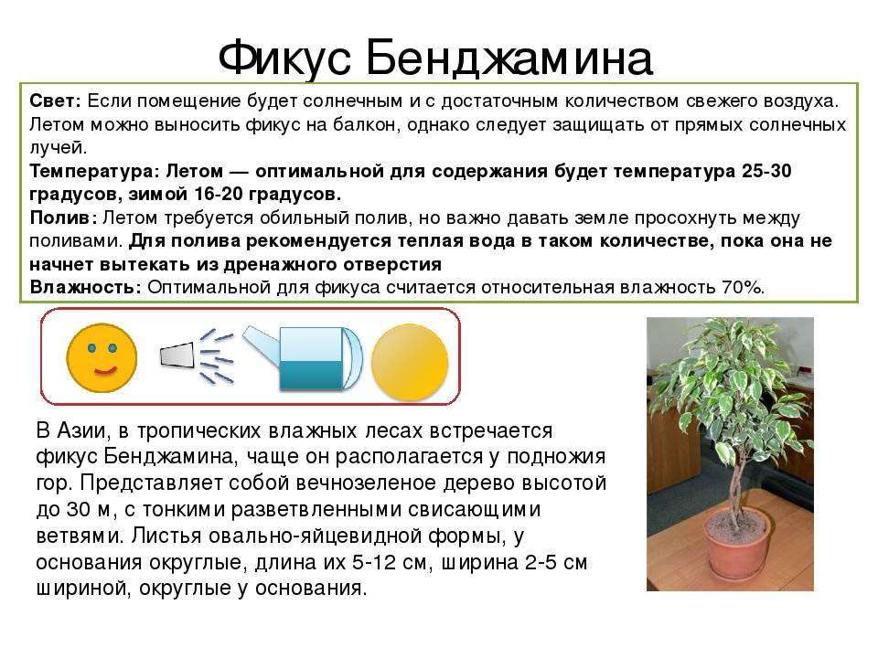 Фикус эластика — классика среди крупных комнатных растений