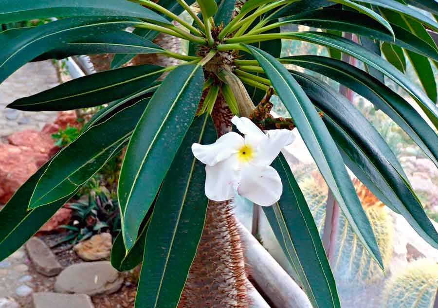 Пахиподиум - мадагаскарская пальма: домашние виды с фото, уход