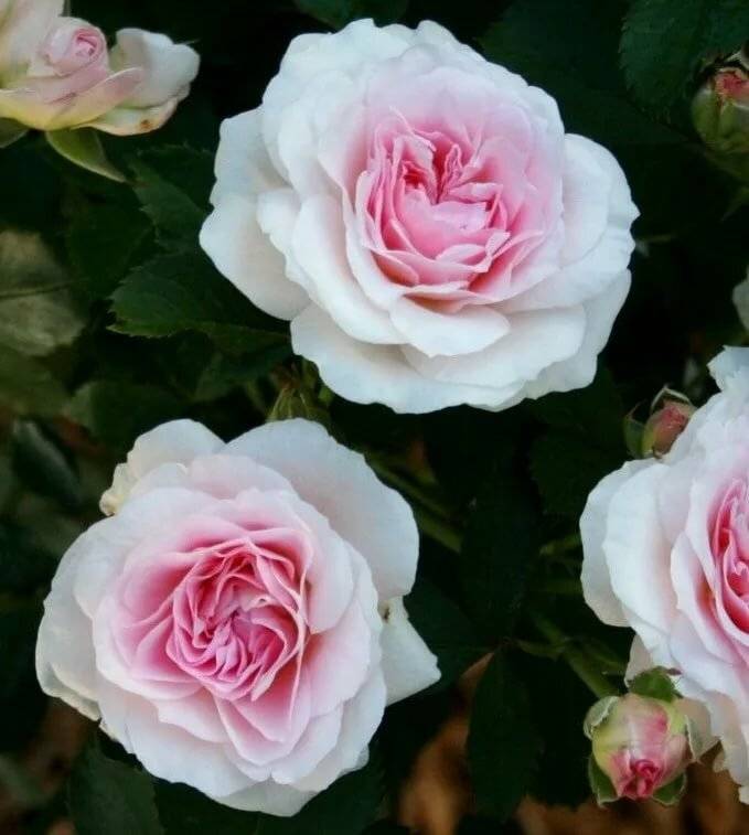 Роза u00abсвитнессu00bb: фото, описание сорта, применение во флористика, декоре сада