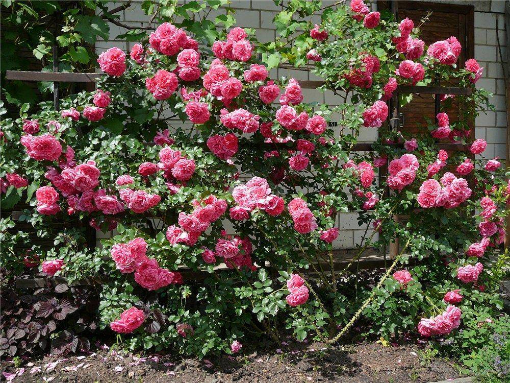 Роза-шраб - особенности посадки и ухода за растением, сорта