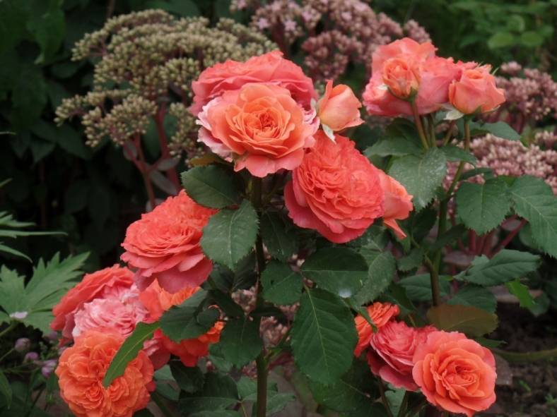 Особенности выращивания розы эмильен гийо красивого морозостойкого сорта, уход