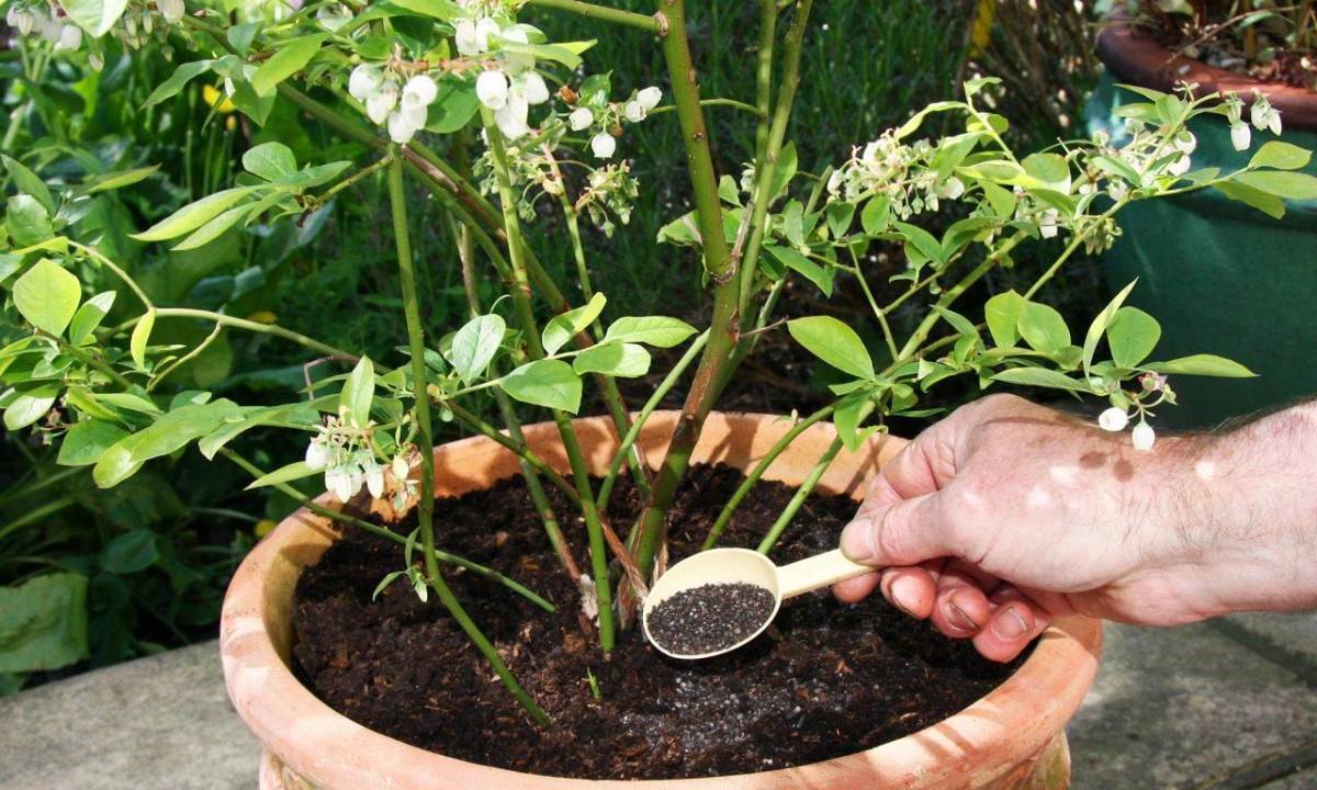 Чубушник венечный (жасмин): описание и выращивание