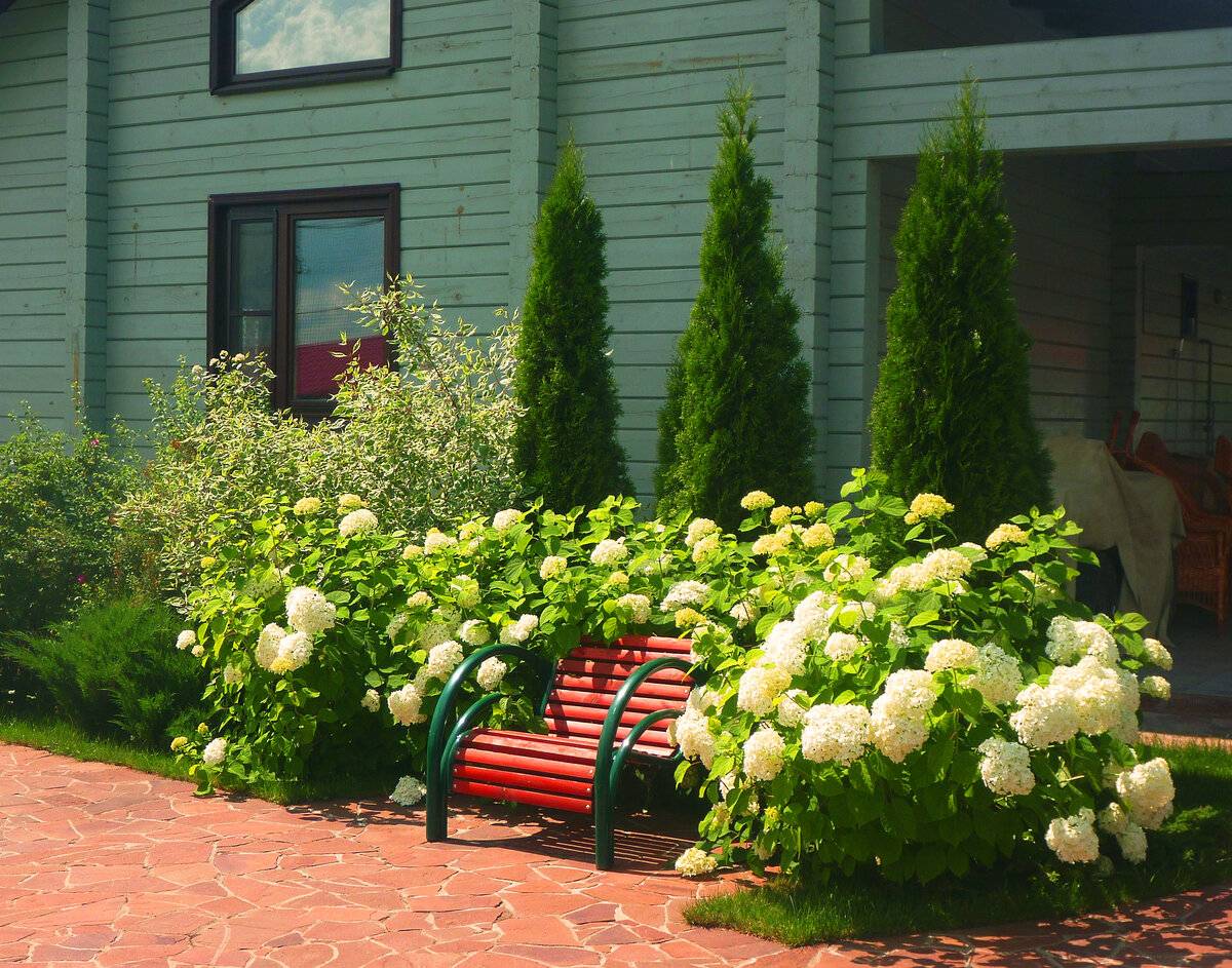 Гортензия в ландшафтном дизайне сада: фото, клумба с гортензией, живая изгородь из гортензии, схема, садовые композиции с гортензией